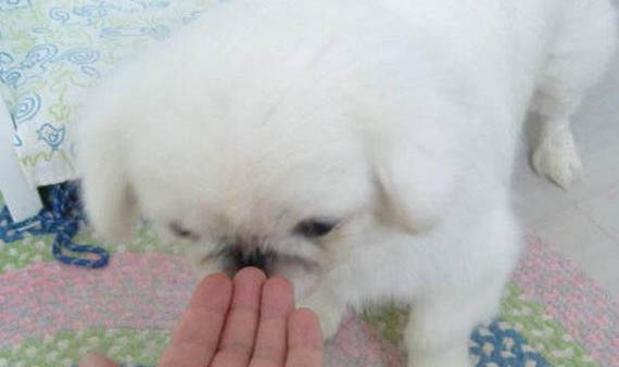 狗狗口臭是什么原因