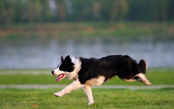 邊境牧羊犬多少錢一只