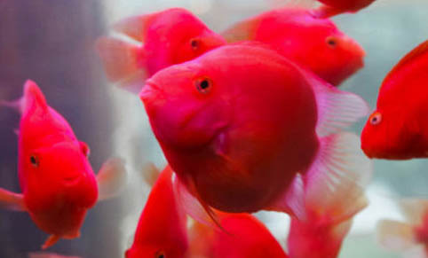 用河水養觀賞魚可以嗎