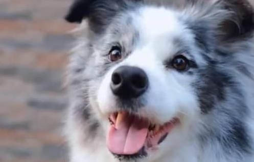 德國牧羊犬都有哪些品種