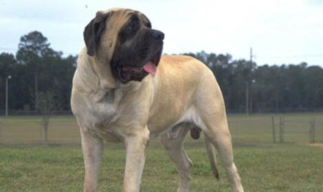 斗牛獒犬真菌感染原因及處理