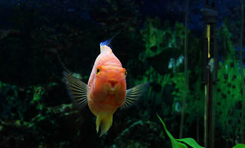 魚苗多少時(shí)間能長成大魚