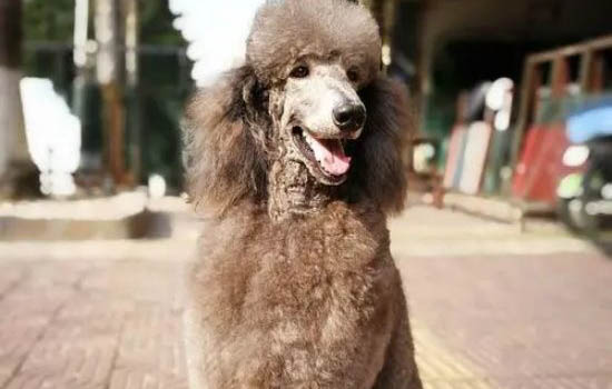 貴賓犬老是咳嗽卡卡怎么回事