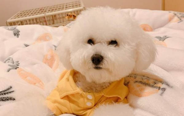 狗狗患弓形蟲有哪些癥狀