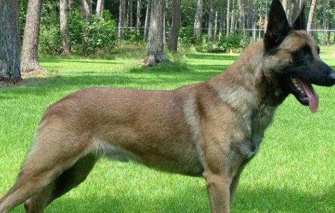 馬犬懷孕多久生產