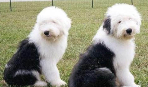 喜樂蒂牧羊犬老喝水是什么原因
