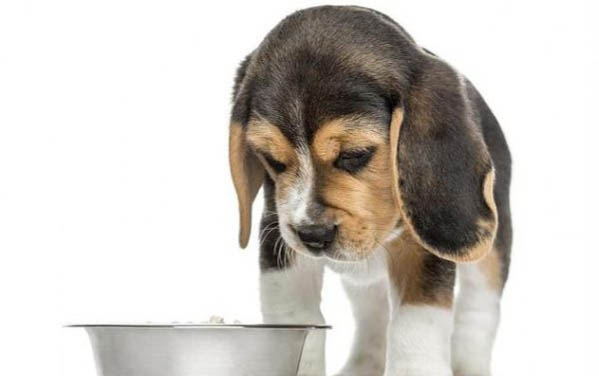狗狗得肺炎要多久才能治好