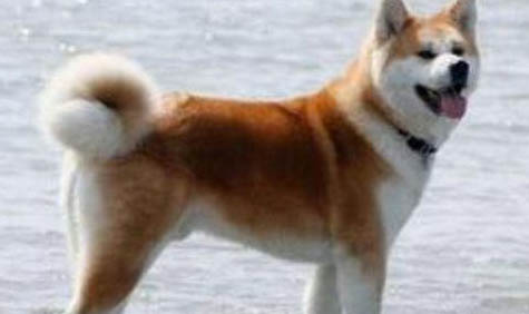 日本秋田犬太瘦原因