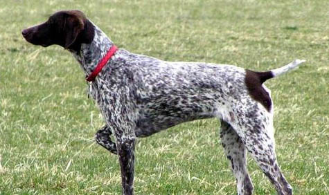 米格魯獵犬就是比格犬嗎
