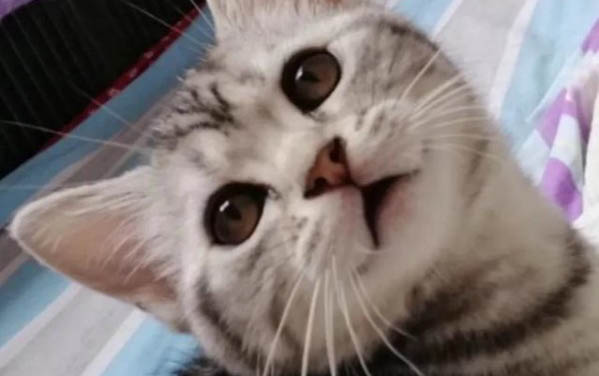 怎么看貓咪是否難產啊?