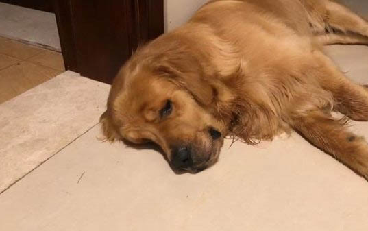 四個月的金毛犬一天要吃多少東西