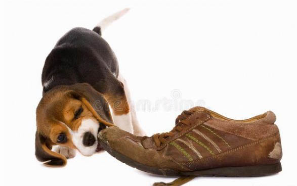 博美犬小狗多少錢一只