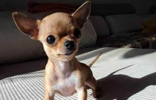 怎樣預(yù)防吉娃娃犬生夏季病