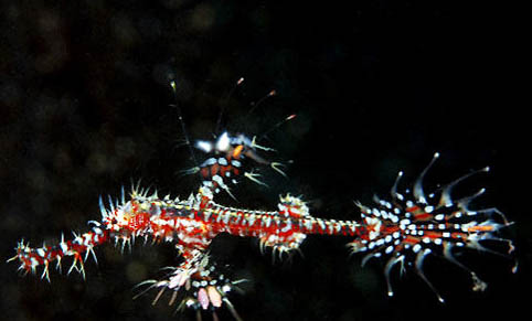 血衣關刀寶石魚好養嗎