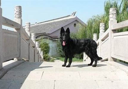 哪里有賣邊境牧羊犬
