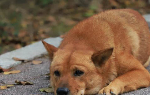 狗狗陰囊炎多久能好