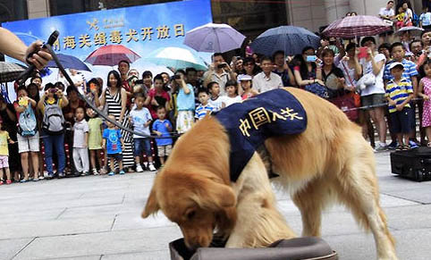 在哪里買狗狗比較放心便宜