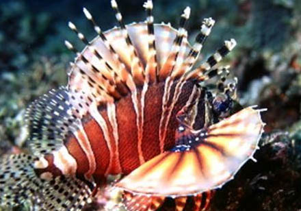 三棘獅子魚的飼養環境