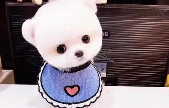 茶杯犬壽命多少