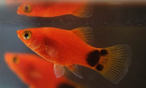 蝦干可以喂觀賞魚嗎