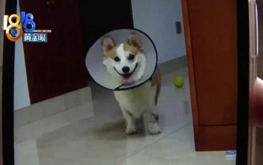 柯基狗狗智商排名