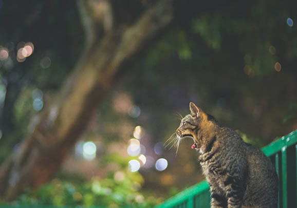 中國(guó)貍花貓嘔吐的原因及處理方法