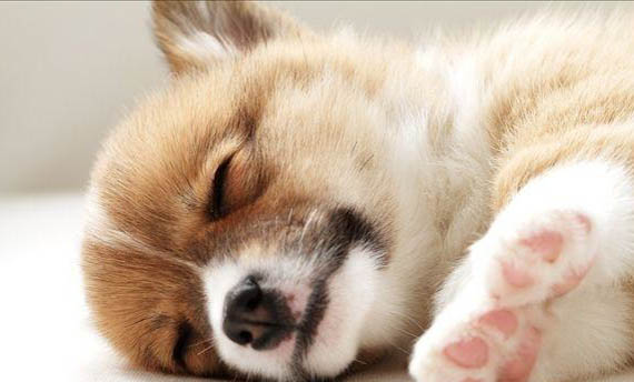狗狗懷孕后期會有哪些癥狀