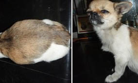 如何訓練寵物犬會呼之則來