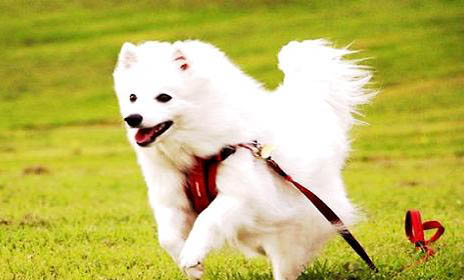 德國狐貍犬性格特征