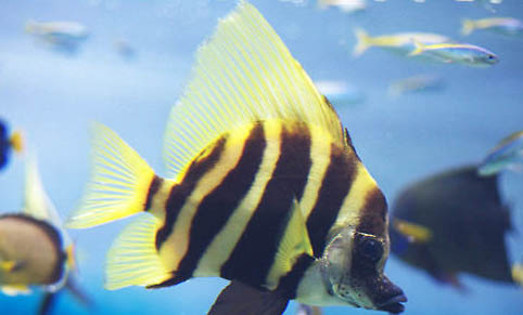 甲魚的繁殖方式