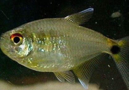 6月份水庫釣魚釣多深水好