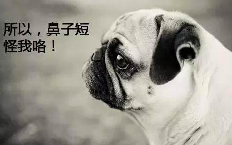 小狗夏天幾天洗一次澡