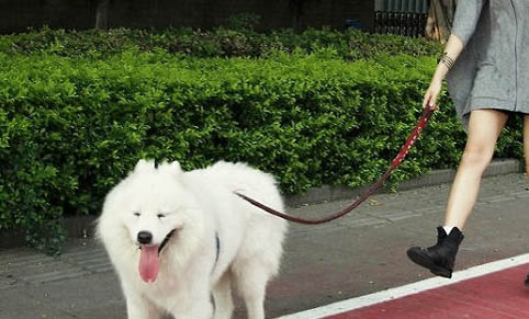 狗狗鼻子為什么是