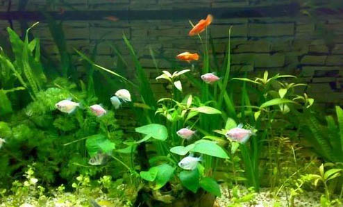 白云金絲魚和青鳉魚哪個好養