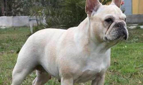 斗牛犬和八哥犬區別