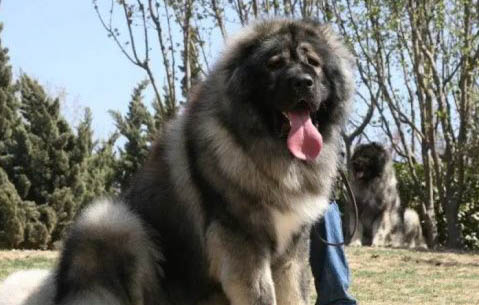 狗狗骨折了還可以自愈嗎