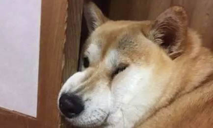 狗狗有必要一年打一次疫苗嗎?
