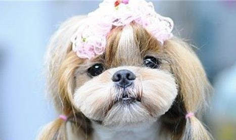怎么給西施犬剃毛