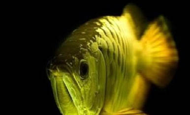 神仙魚是熱帶魚嗎