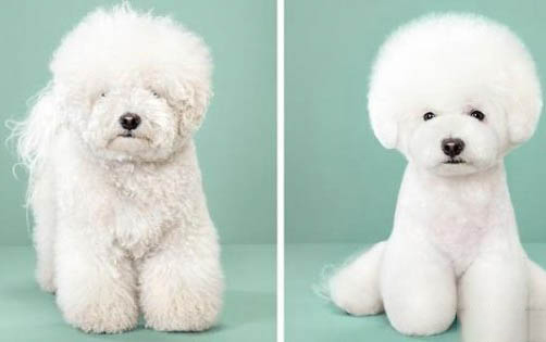 泰迪犬如何預防真菌