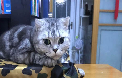 貓?zhí)\貓吃什么