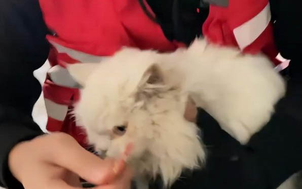 貓的尿道炎要吃多長時間藥才能好