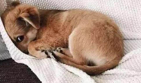 狗狗護食要怎么解決
