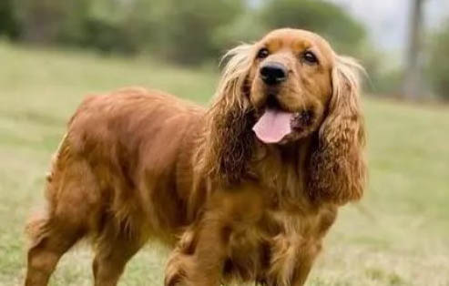 成年美國可卡犬多久驅蟲一次