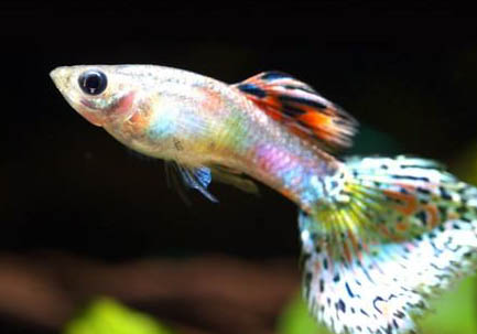 孔雀魚近親繁殖后果是什么