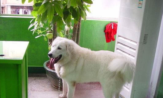 中型犬就有哪些品種