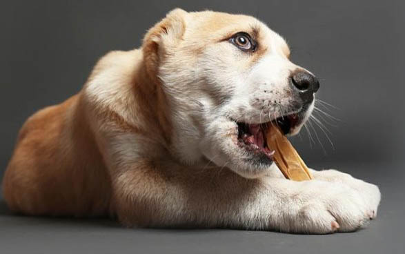 狗狗得細小的癥狀有哪些