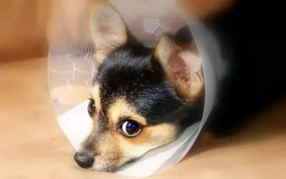 狗風寒感冒用什么藥