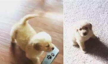 狗狗體外多久驅蟲
