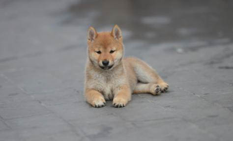 柴犬怎么挑選